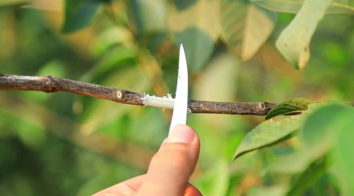 A gardener is using a sharp knife to pull a branch off a shrub in the garden.