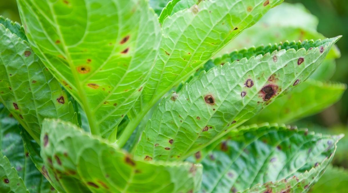 leaf spot on shrub leaves