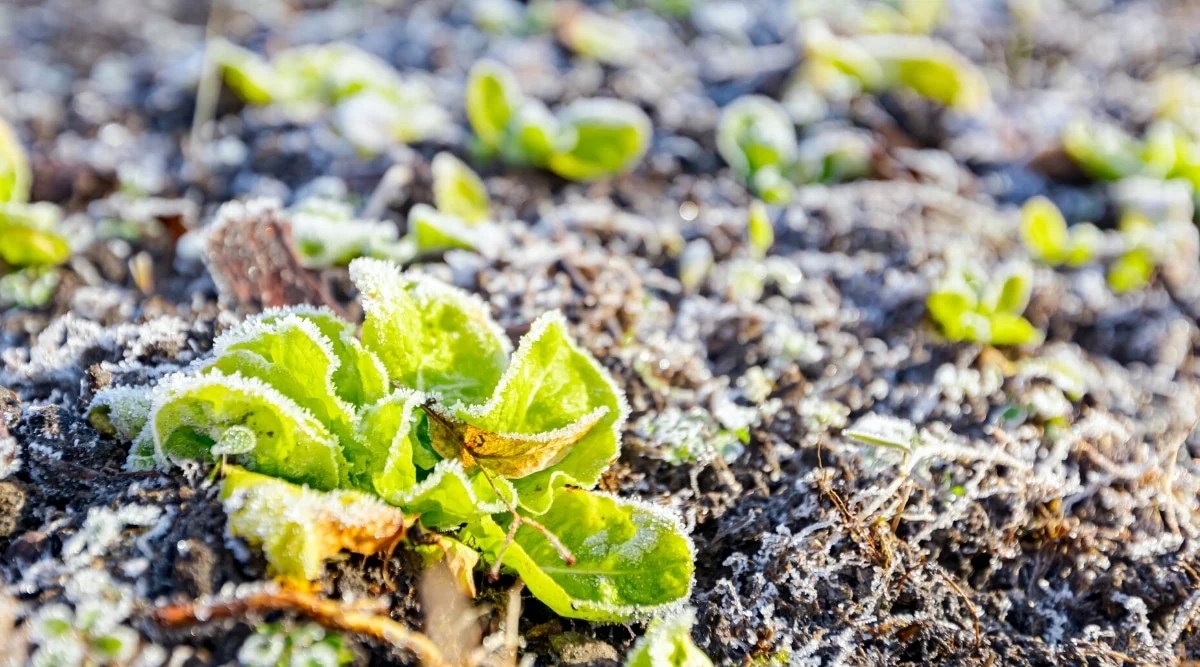 Plantation of young green lettuce covered with hoarfrost, early morning frost in early spring. Lettuce has a rosette of small, slightly wavy, light green leaves covered with frost. The soil is dark brown, frozen, covered with hoarfrost.