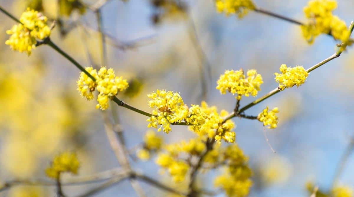Close-up of a flowering Spicebush branch against the background of other branches and a blue sky. The yellow flowers grow in showy clusters with 6 sepals. Blurred background.