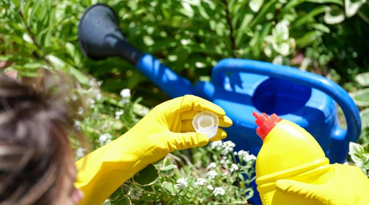 A gardener is wearing yellow rubber gardening gloves pouring liquid fertilizer into a small cup. They are holding a yellow plastic container pouring it into a small plastic cup. On the ground is a blue container near green garden shrubs.