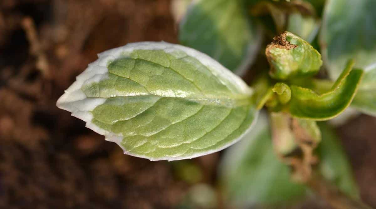 Close-up of a variegated leaf of hydrangea macrophylla ‘Light O Day’. The leaves of the shrub are large, bright green in color with white edges, oval in shape, with small notches along the edge of the leaf plate.