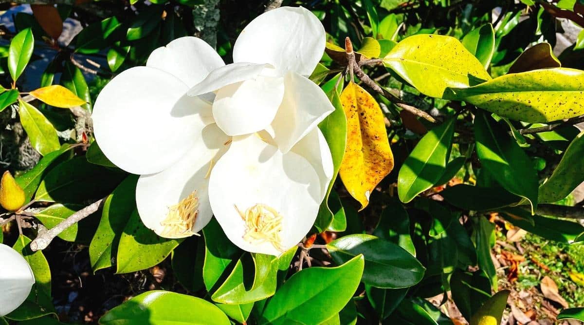 9 Reasons Your Magnolia Tree Has Yellow Leaves