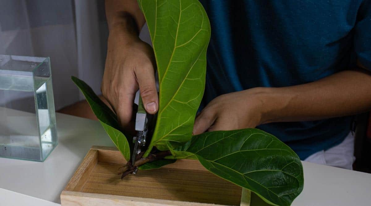 How to Plant, Grow, and Care for Fiddle Leaf Figs