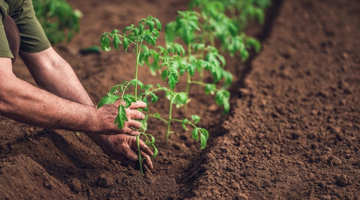 Man Planting Transplants in Garden