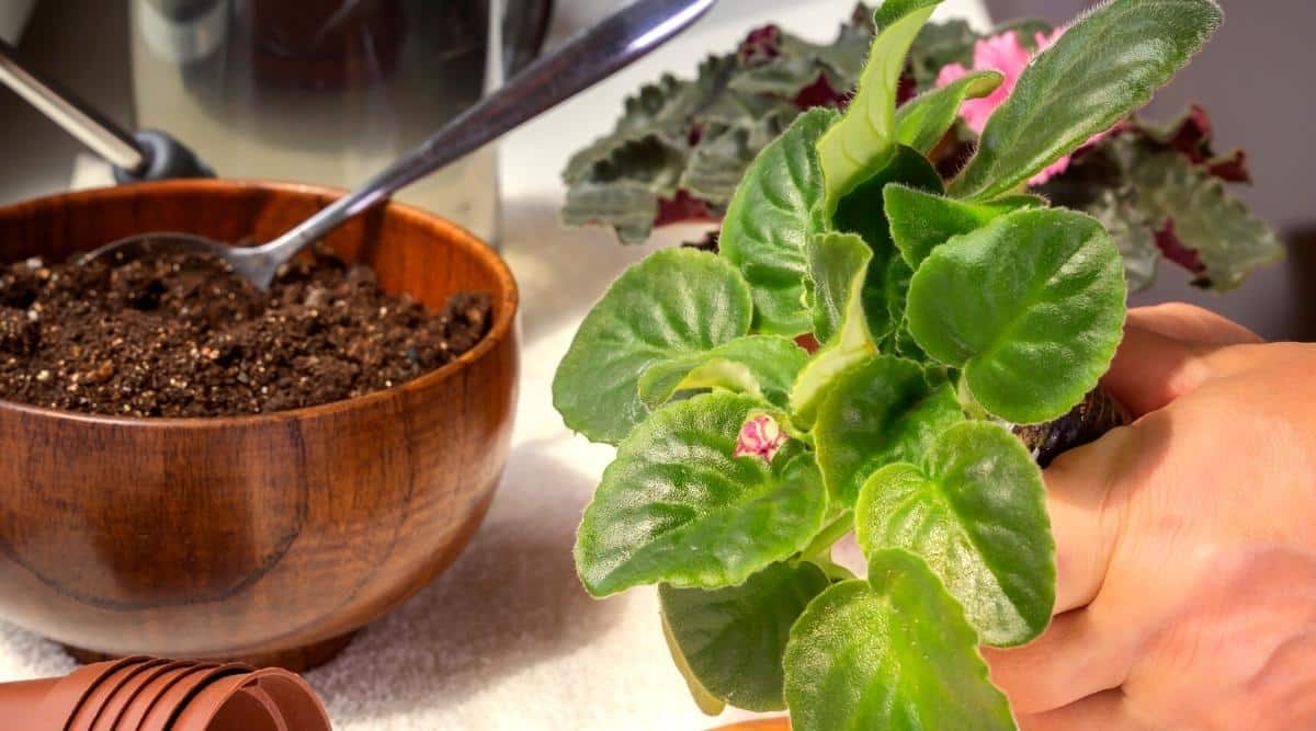 Transplanting plants into another pot