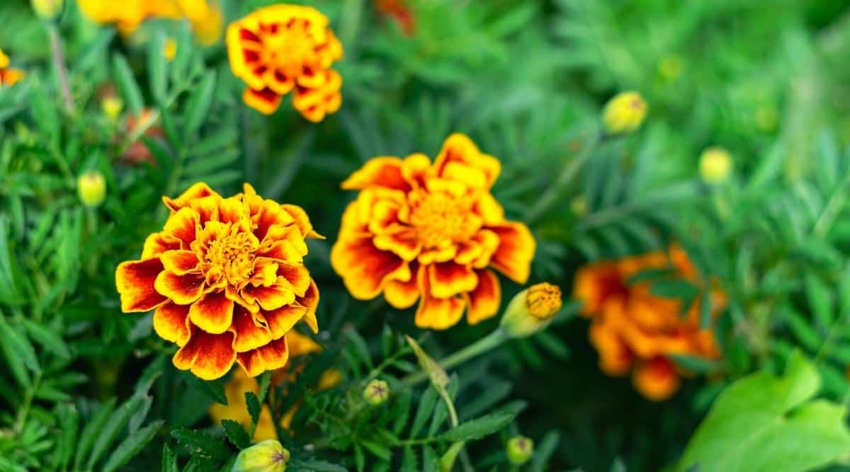 How to Grow Marigolds From Seed in 7 Easy Steps
