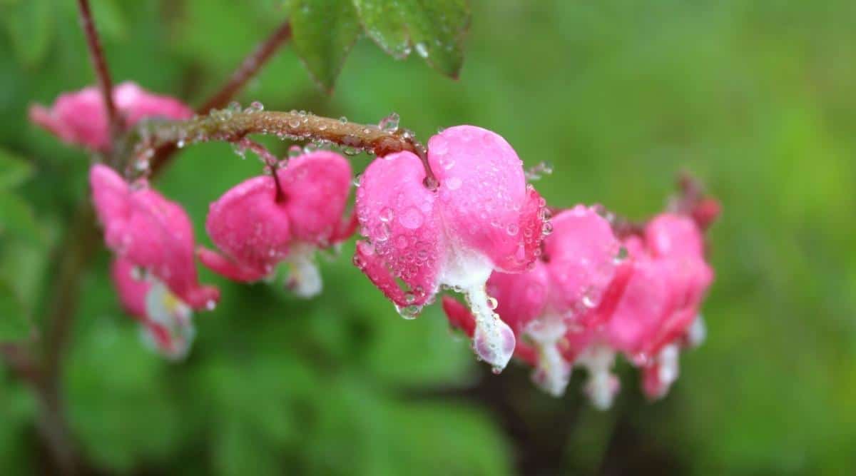 Close-up of a stem with blooming flowers of a bleeding heart in water droplets. Heart-shaped pink flowers with a white-pink tear underneath, hanging in a row on a curved stem. About 6 flowers weigh on the stem. The background is green and blurry.