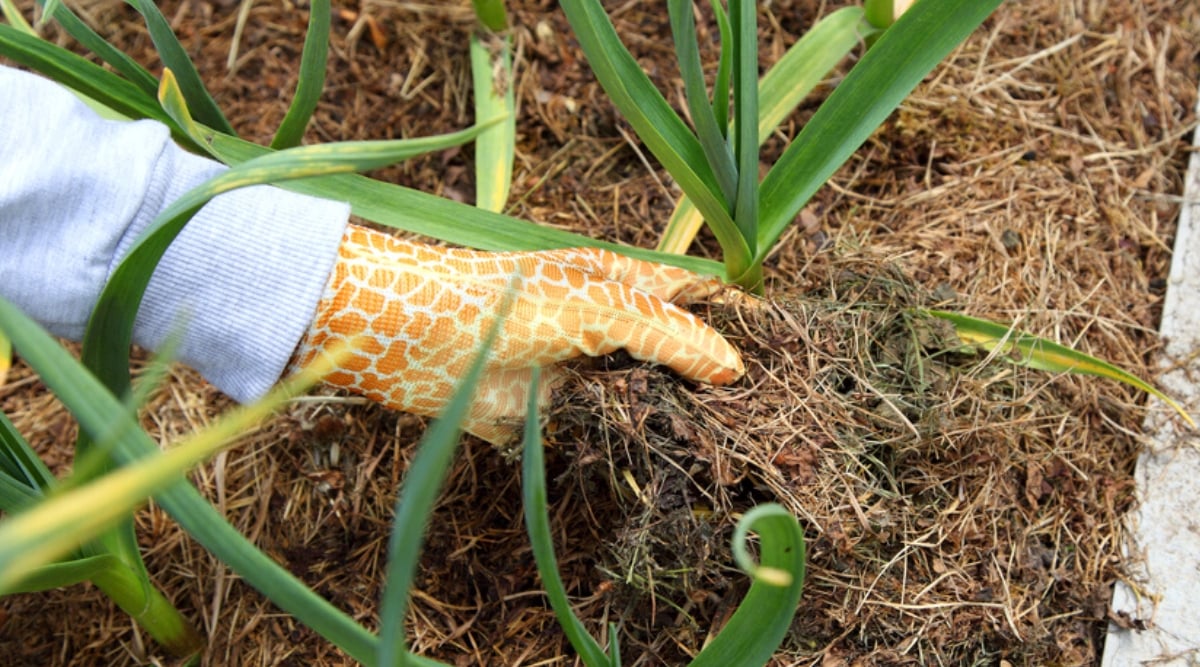 Close-up of a gardener’s hands adding a layer of mulch to a bed of growing Leeks. Leeks are vegetables that resemble large green onions or scallions. The plant produces edible white stems and long, dark green, ribbon-like leaves. Leeks grow in cylindrical layers, forming concentric rings around the stalk. A gardener wearing bright yellow-orange gloves. Mulch consists of dry grass.