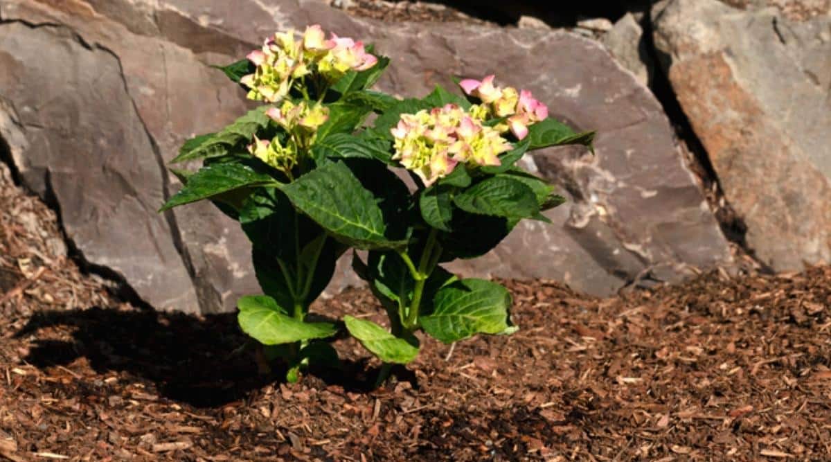 A flowering shrub that is sitting in the garden. Behind it are large rocks made of slate. There are two planted shrubs, and they are freshly planted. They are blooming with yellow flower blossoms that have a pink rim around them. At the base is plenty of fresh mulch.