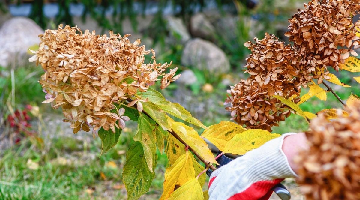 Gardener pruning spent blooms of shrub