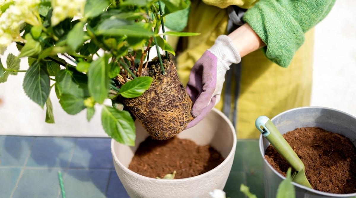 Replanting oakleaf species in pot