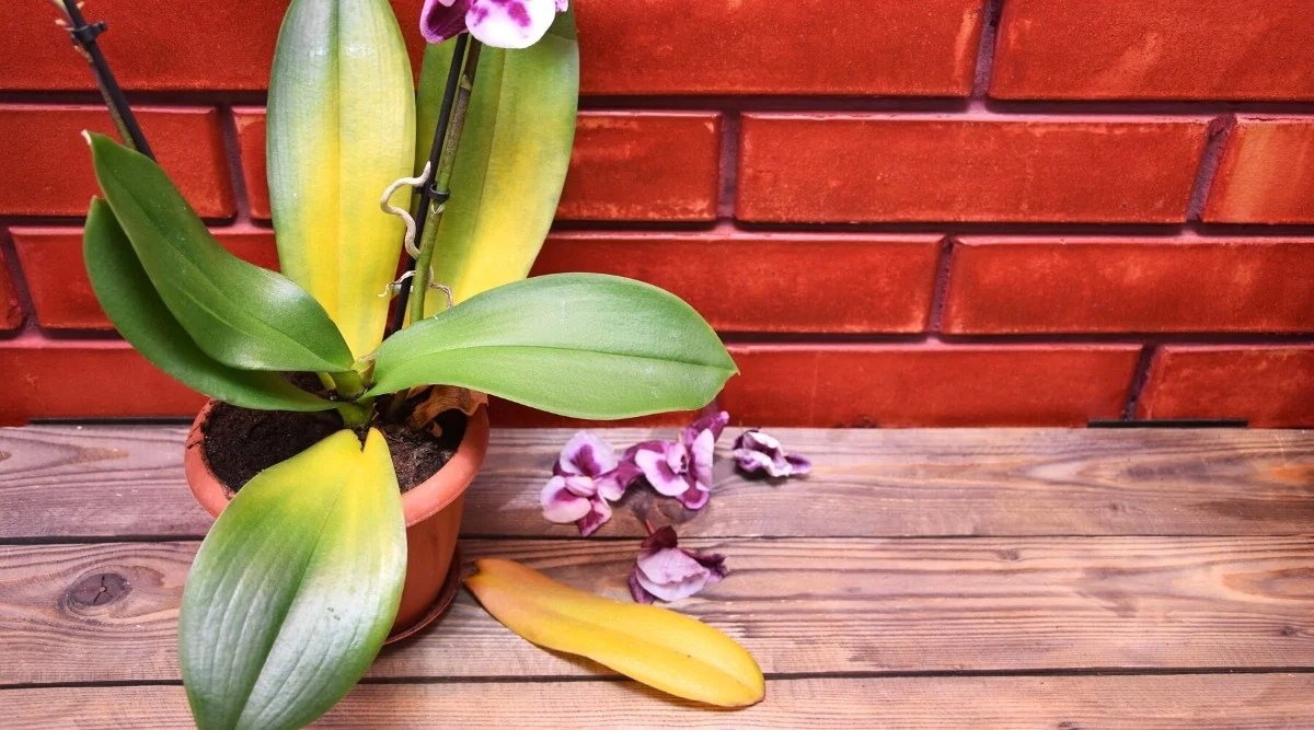 Why Is My Orchid Dropping Flowers at Jesus Valtierra blog