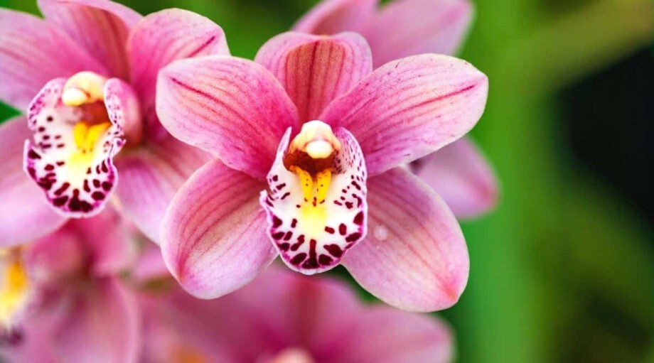 Orchid Flower Colors What Colors Do Orchids Bloom?
