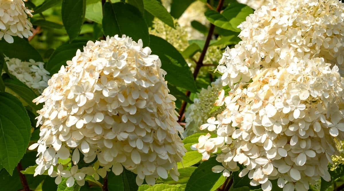 11 Tips For Maintaining Your Hydrangeas in a Heat Wave