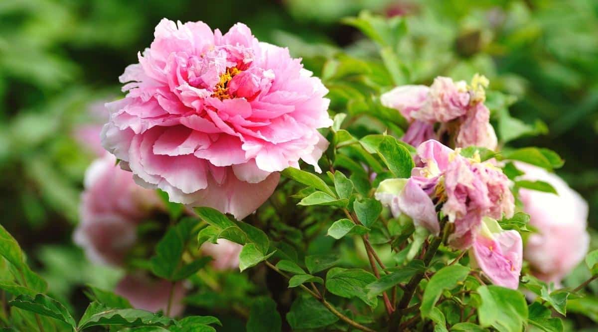 15 Common Problems With Flowering Peonies