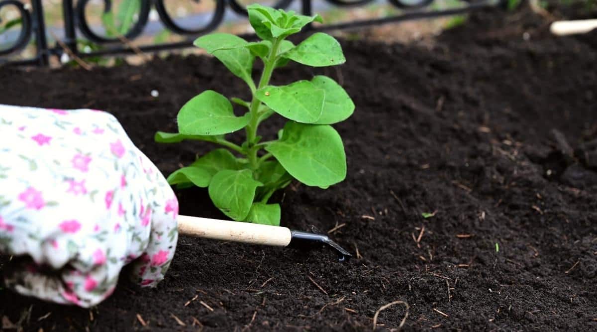 Close-up of a gardener’s hands in white floral print gloves loosening black soil with a garden rake next to a freshly planted seedling. The petunia fathom has one strong green stem with many rounded leaves with smooth edges, pubescent with glandular and simple hairs. In the blurred background, there is a black, iron, and figured fence.