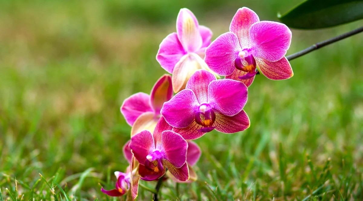 How to Plant, Grow, and Care for Phalaenopsis Orchids