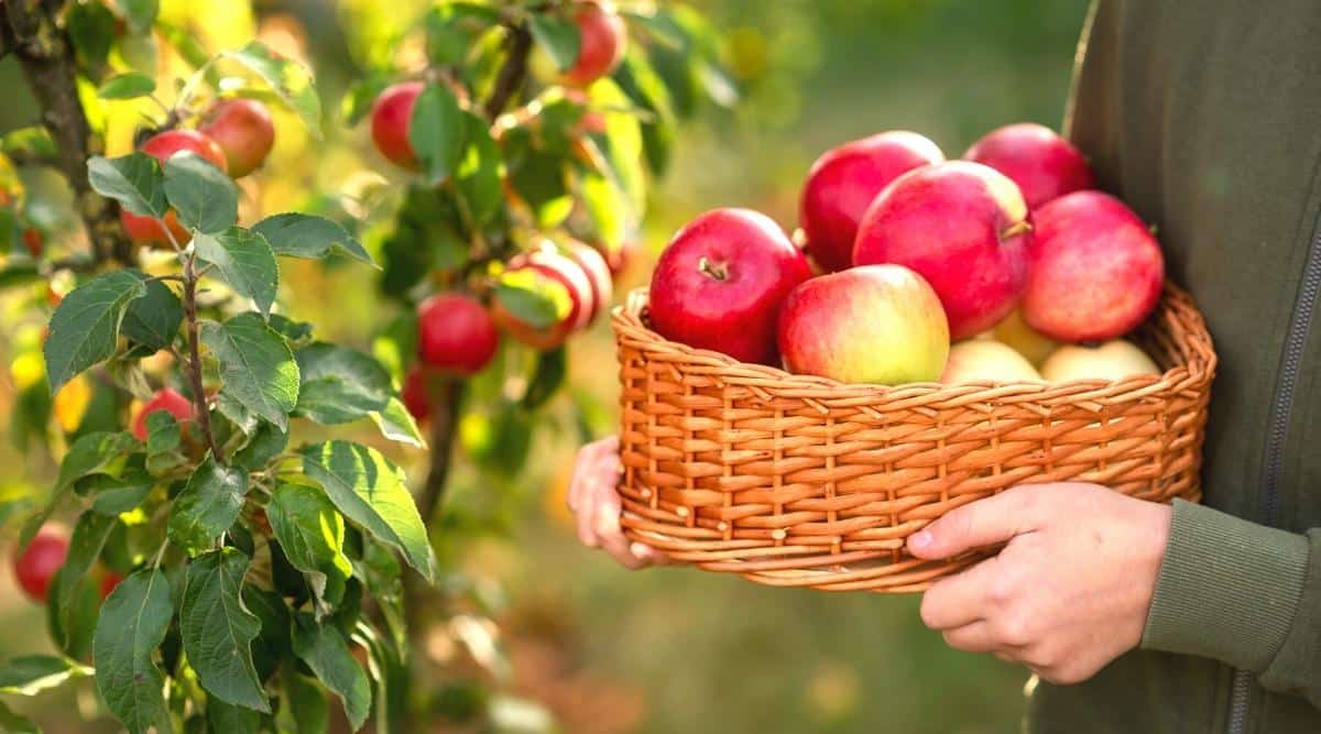 A man stands near a fruit tree and holds a basket with freshly picked ripe red apples. The man is wearing a green sweatshirt that is zipped up. There is a tree close by, with some green foliage. The apples in the basket are red and ripe.