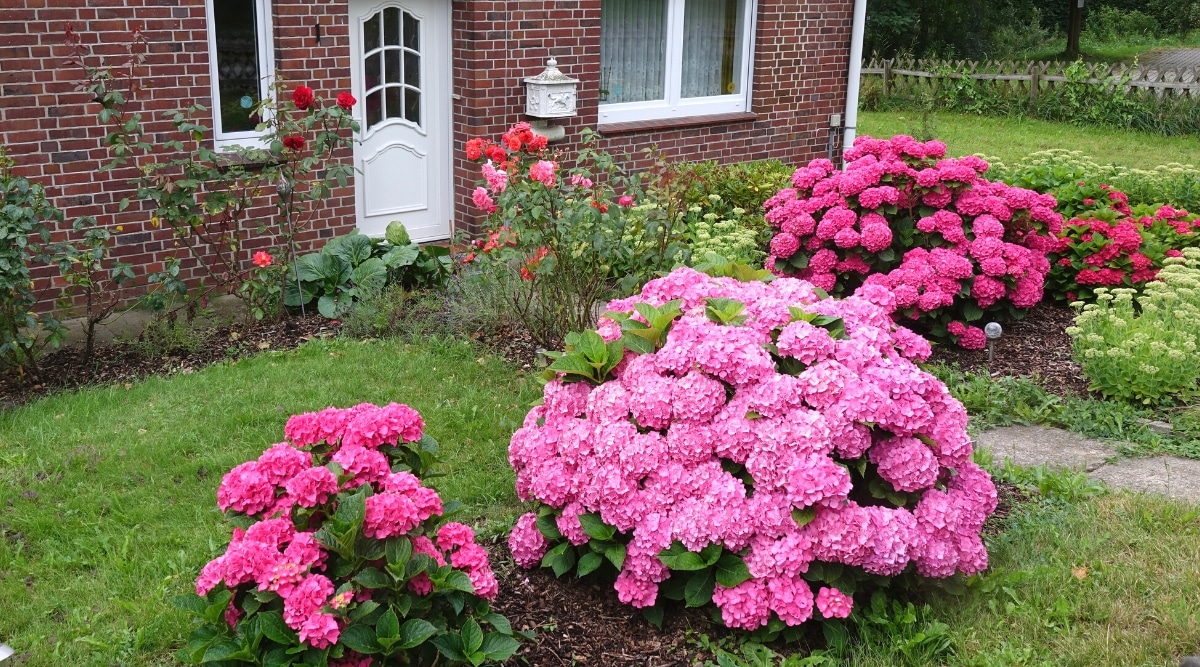 Close-up of blooming low bushes in a flower bed, in the backyard. The bushes are lush, have large, rounded inflorescences of bright pink showy flowers. The leaves are oval, opposite, dark green with serrated edges. Red and pink roses and yarrow also bloom in the flower bed. In the background, there is a beautiful brick, dark brown house with white doors and windows.