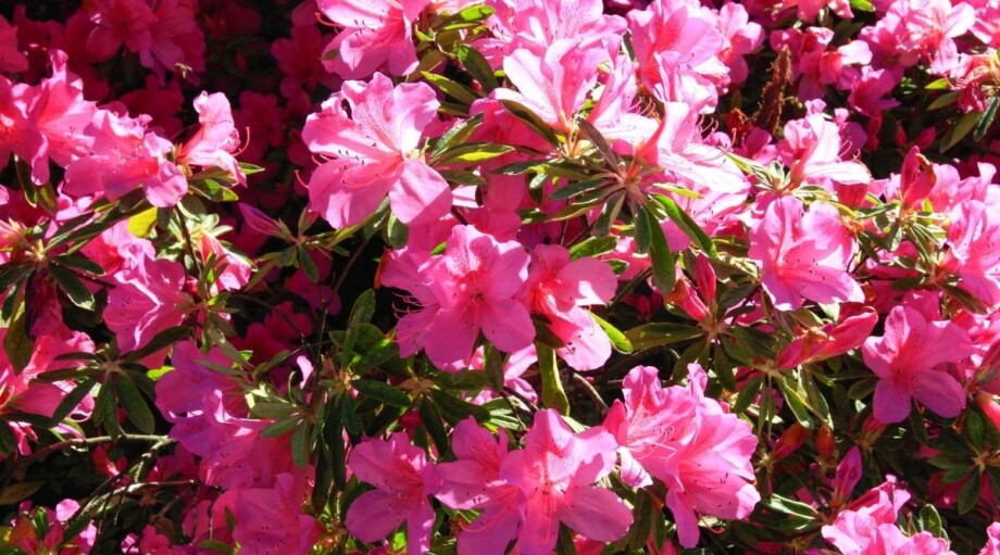 11 Pink Azalea Varieties That Will Liven Up Your Garden