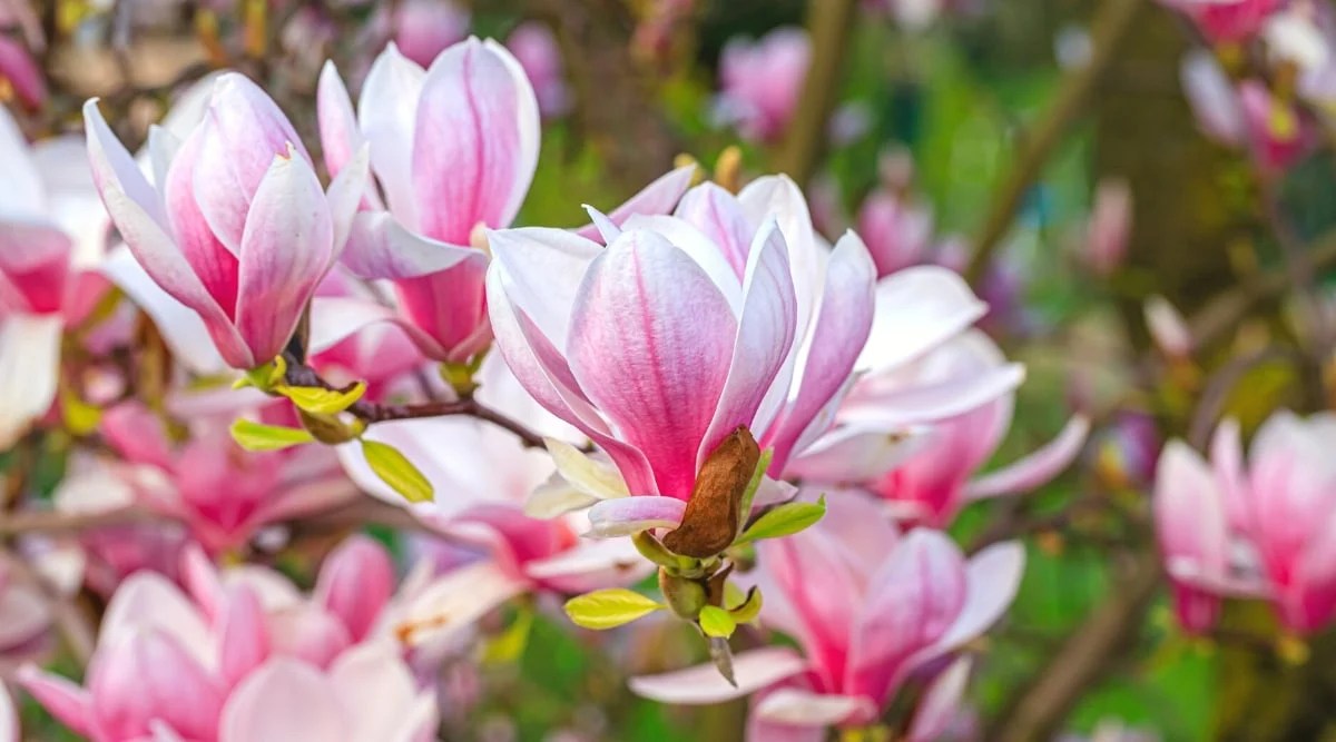 11 Different Types of Pink Flowering Magnolia Tree Varieties