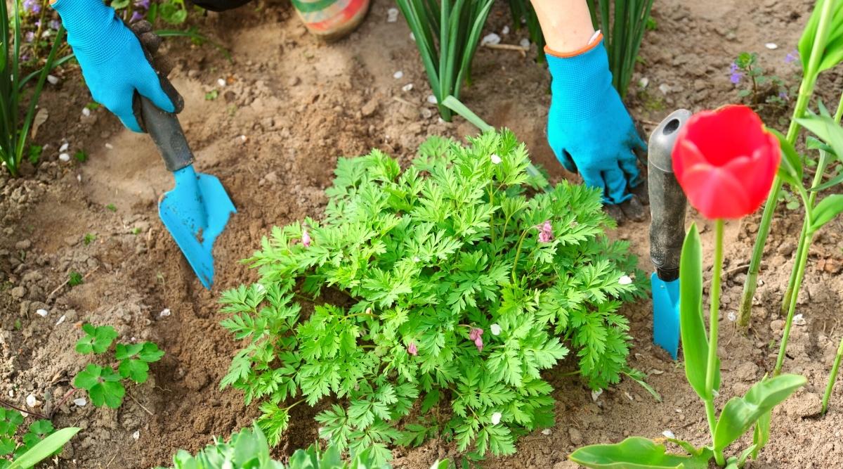 Close-up of a pair of blue-gloved gardener&rsquo;s hands holding a blue garden shovel in hand and a Lamprocapnos spectabilis just planted in the soil. A small shrub has juicy green pinnately dissected foliage and small pink flowers. Another blue shovel with a black rubber handle is embedded in the soil next to the bush. Red tulips bloom around the bush.