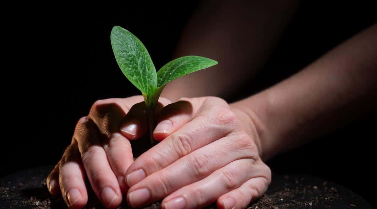 planting a sprout of zucchini