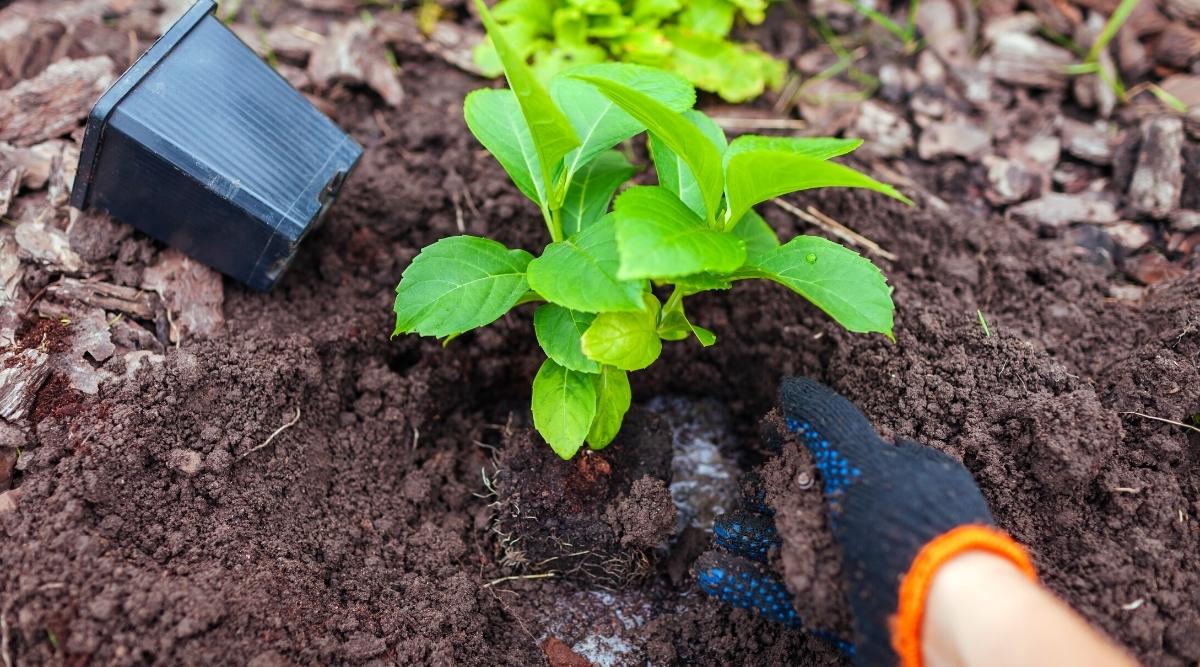 Planting a small seedling in the garden. Close-up of a gardener&rsquo;s hand in a dark blue glove with an orange edging planting a young hydrangea seedling in the garden. The seedling has short stems covered with large oval green leaves with serrated edges. There is an empty black plastic pot on the ground.