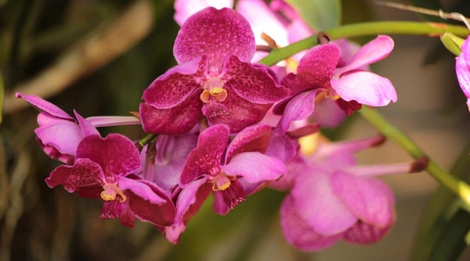 11 Types of Epiphytic Plants That Can Grow on Trees