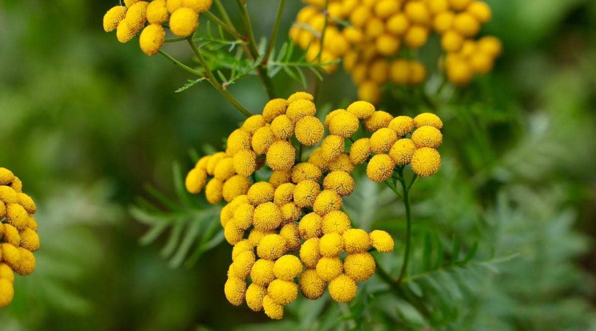 21 Plants That Grow in Poor Soil Conditions