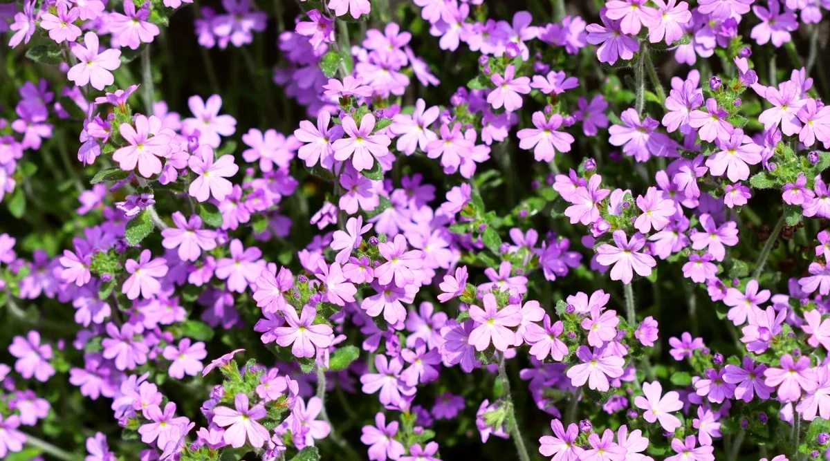 20 Different Plants With Tiny Flowers For Your Garden