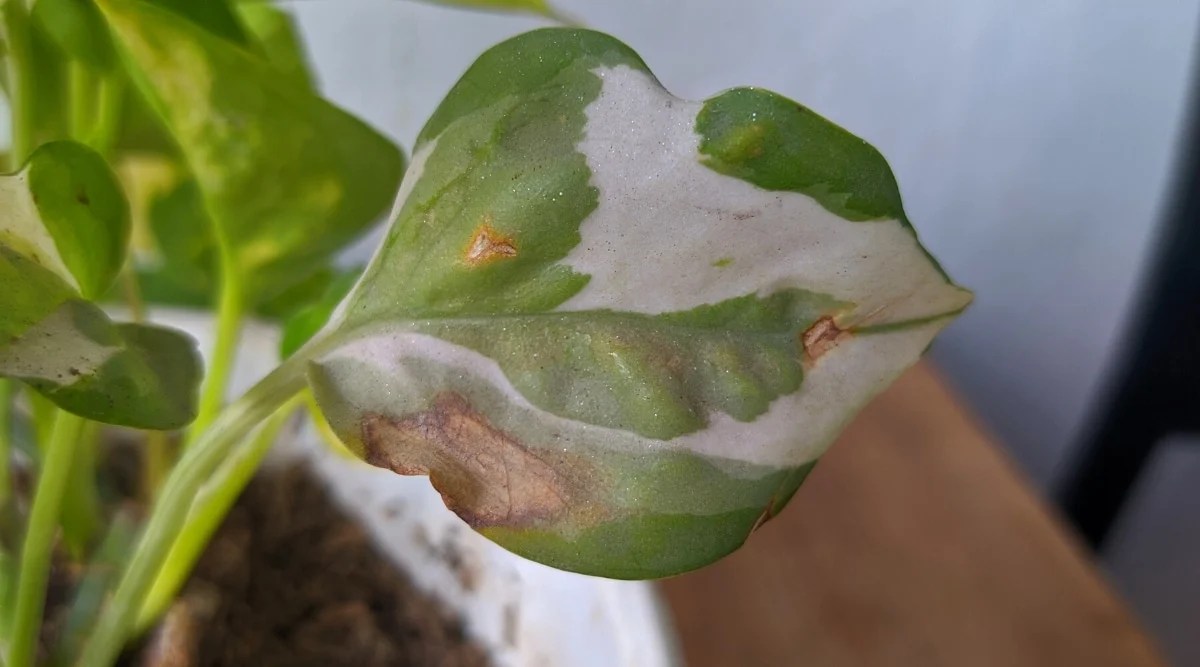 Close-up of a damaged leaf of Epipremnum aureum ‘Glacier’ against a blurred background of a white pot. The leaf is heart-shaped, with variegated shades of green, cream and white. The leaf has dry brown spots due to pests and diseases.