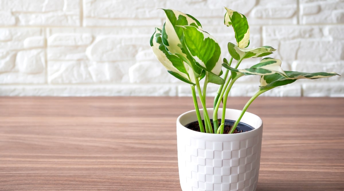 Close-up of a young Epipremnum aureum ‘Glacier’ plant on a wooden table against a white wall. The plant has vertical thin stems with heart-shaped glossy leaves. The leaves are variegated including green, cream and white.