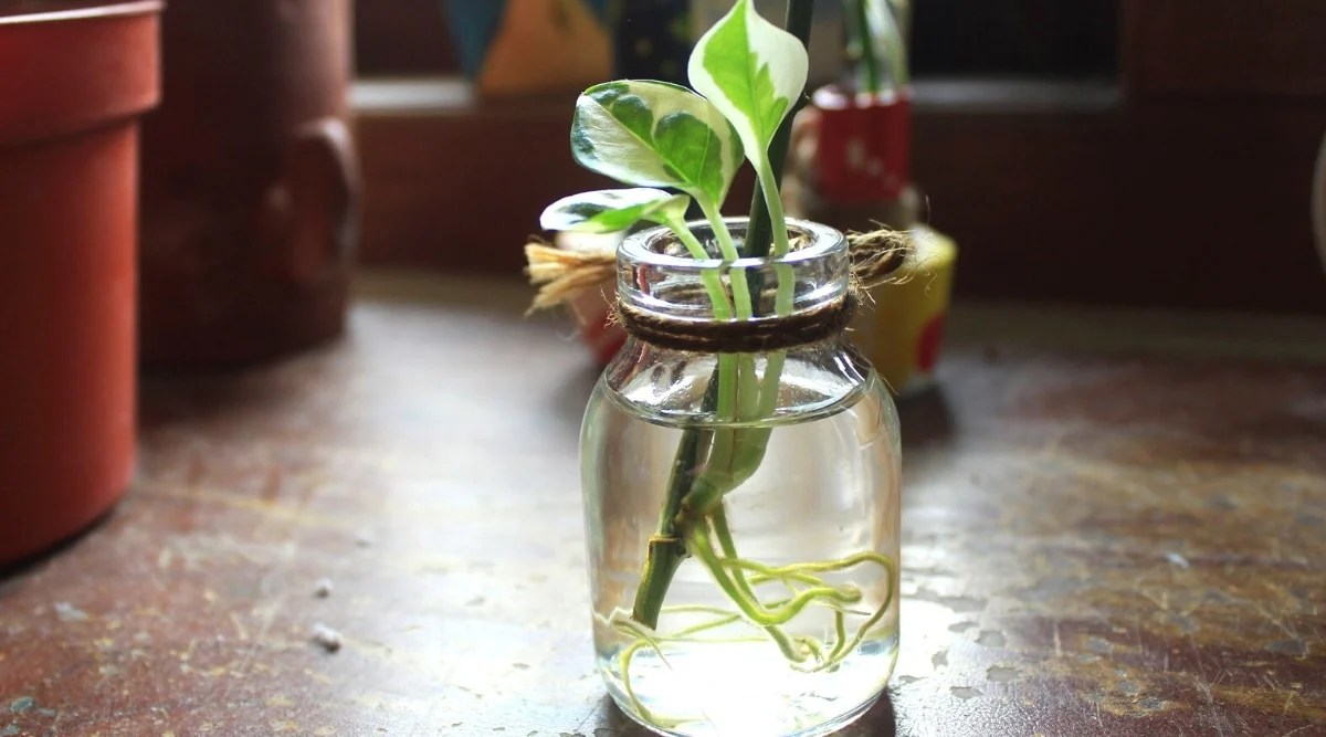 Close-up of Glacier pothos cuttings with young roots in a jar of water, on a wooden table, surrounded by flower pots. The cuttings have thin, flexible stems and small, heart-shaped leaves. The leaves are variegated and include shades of green, white and cream.