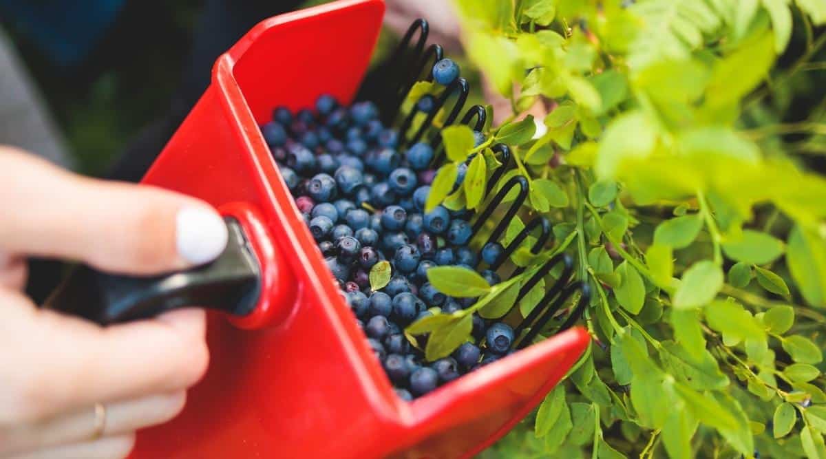process of harvesting berries