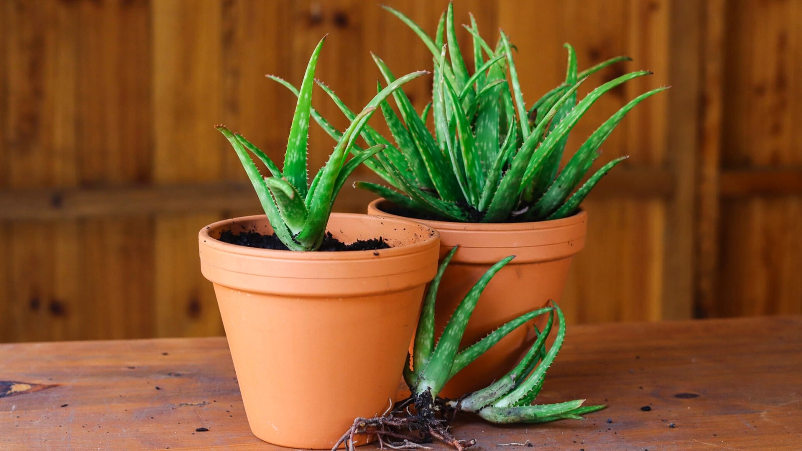 How to Propagate Aloe From Pups or Cuttings