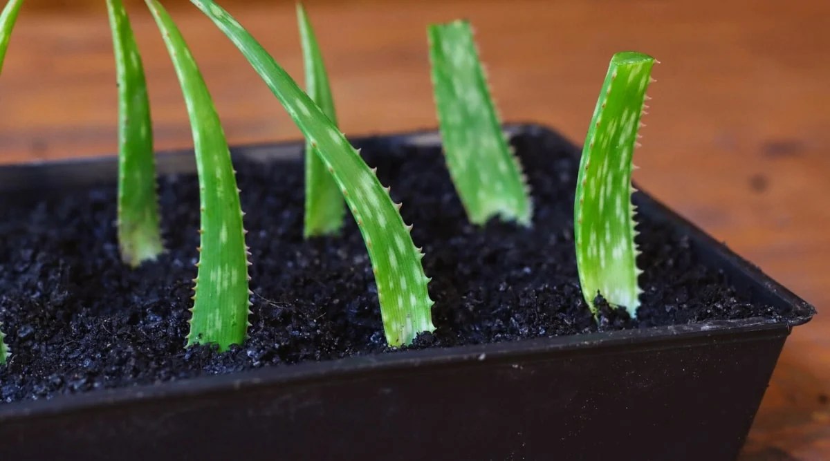 How to Propagate Aloe From Pups or Cuttings