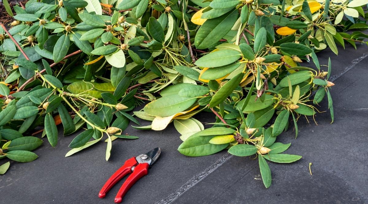 Why Do Azalea Flowers Turn Brown at Lashonda Chester blog