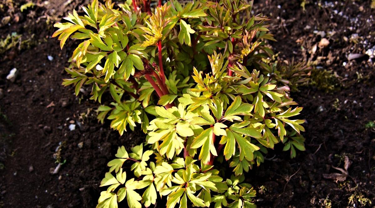 A beautiful top view of the growing golden pinnately dissected foliage of the bleeding heart bush and its red stems emerging from the soil. The background is slightly blurred.