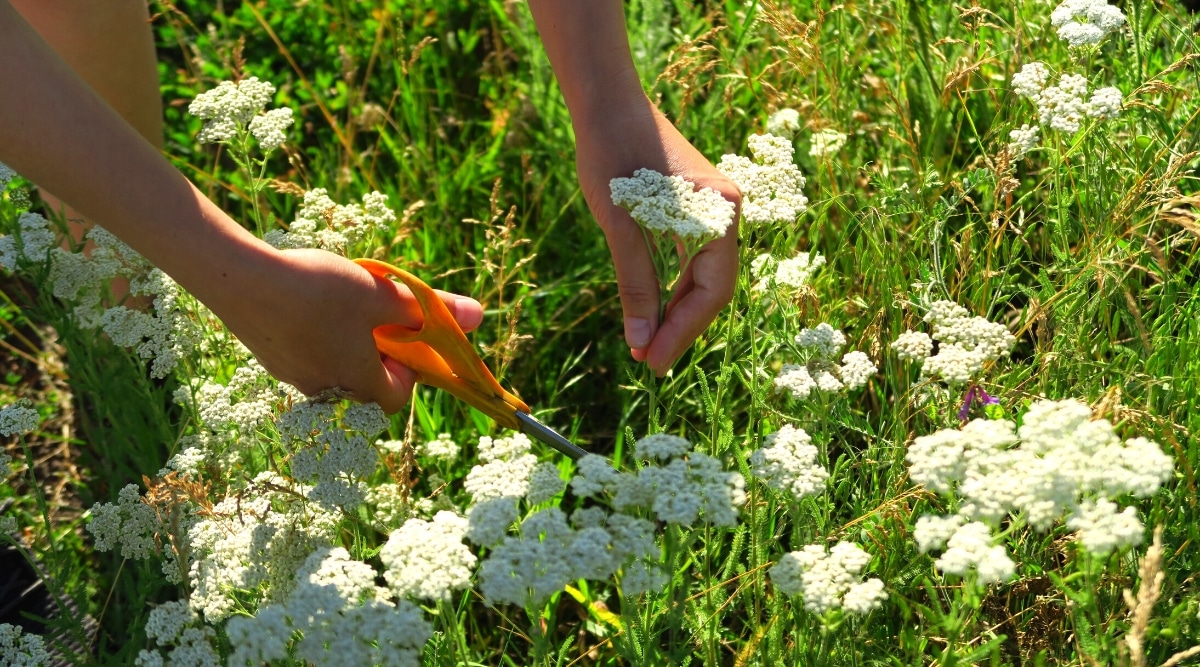 How to Plant, Grow and Care for Yarrow