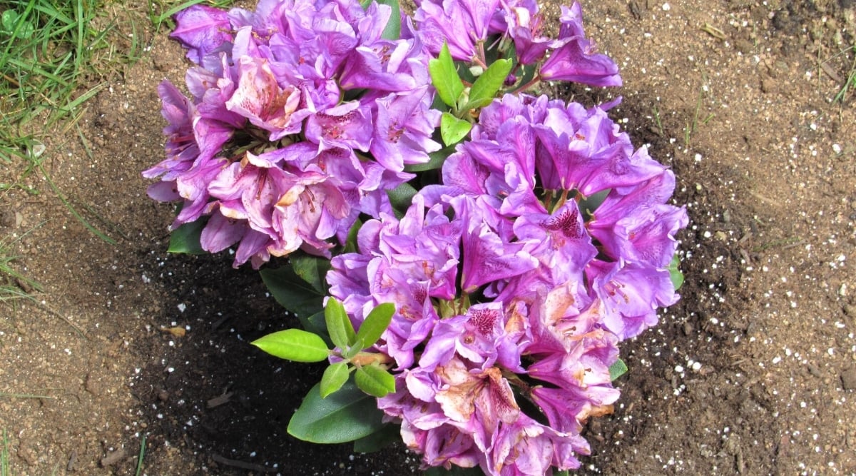 Are Coffee Grounds Good or Bad for Rhododendrons and Azaleas?
