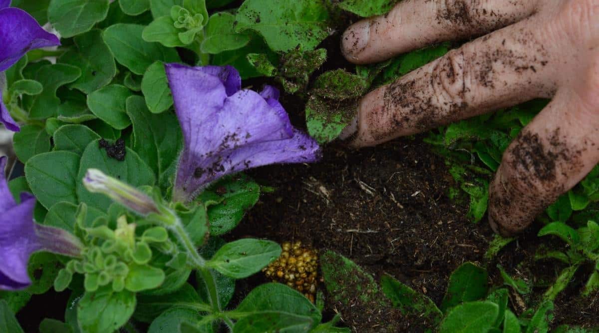 A close-up of a gardener’s soiled hand placing a cube of yellow granular fertilizer into the soil of a blooming purple petunia. Creeping stems with many oval, smooth green leaves cover the entire soil. One slightly closed, funnel-shaped flower with fused petals and smooth edges blooms on a green stem.