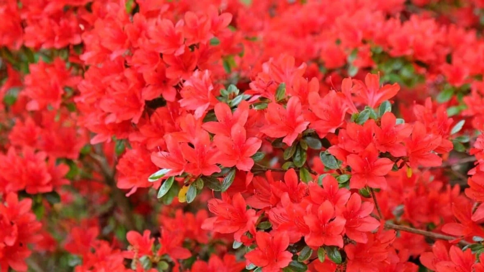 red azaleas