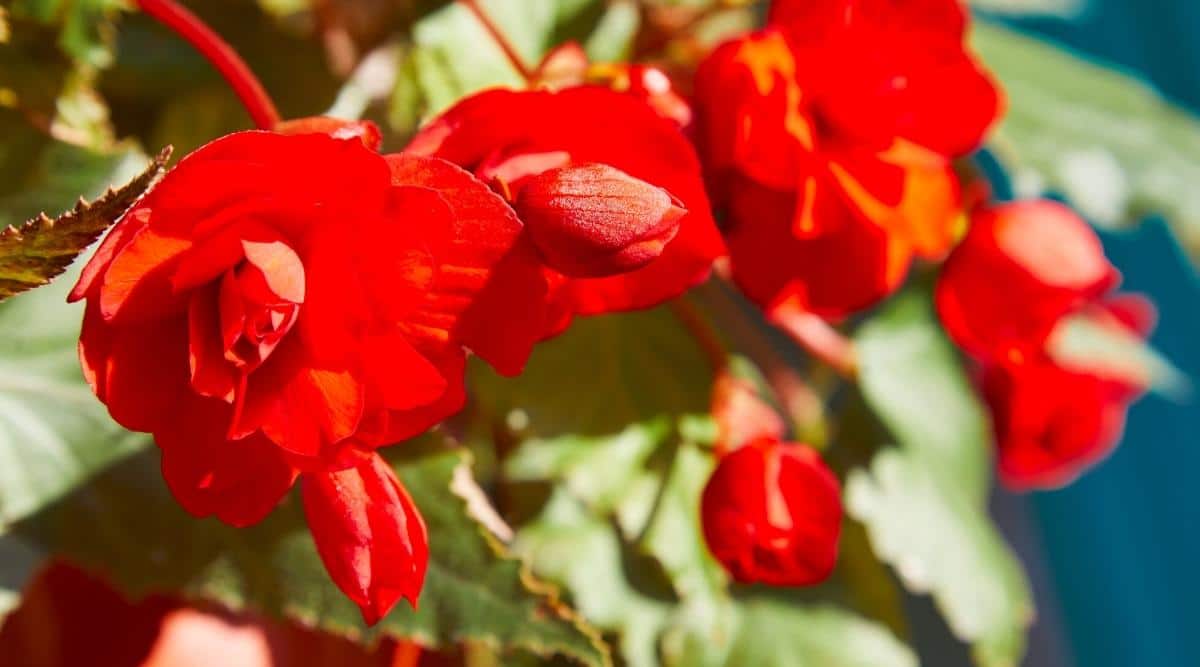 Close-up of bright red tuberous begonia flowers blooming in a garden in full sun. The leaves are dark green, pointed, prickly at the edges. The flowers consist of several elongated petals, slightly reminiscent of a rosebud. Some red buds are not open yet. The background is blurry.