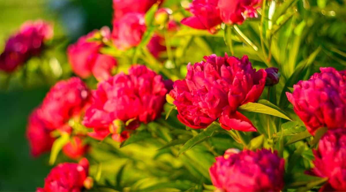 21 Red Peony Varieties For Bold Color in Your Flower Garden