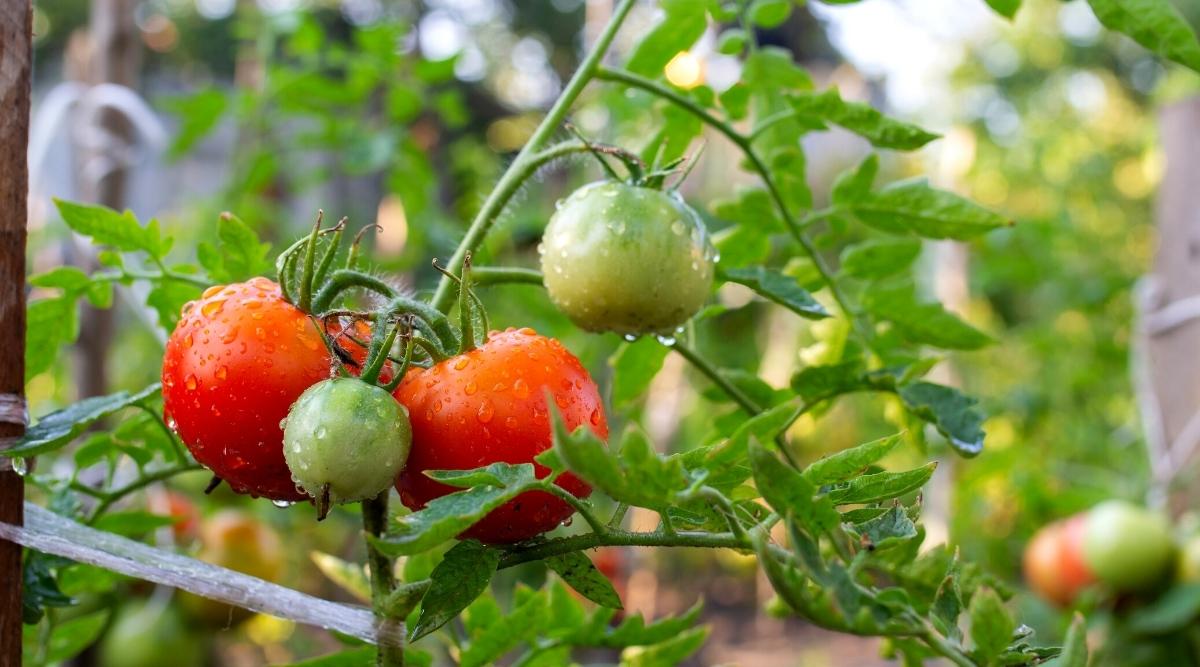 red tomatoes in the garden after the rain