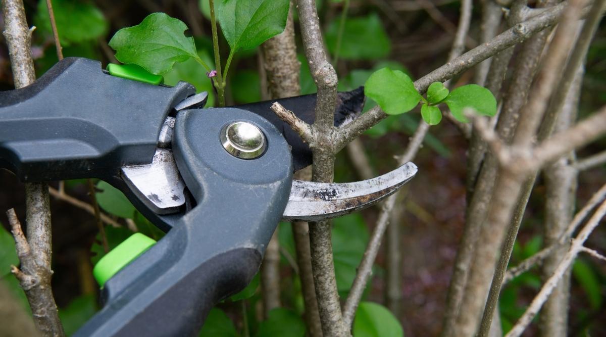 How to Deadhead Lilacs in 7 Easy Steps