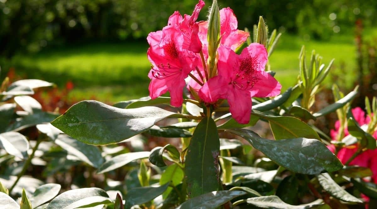 How to Revive a Dying Azalea in 7 Easy Steps