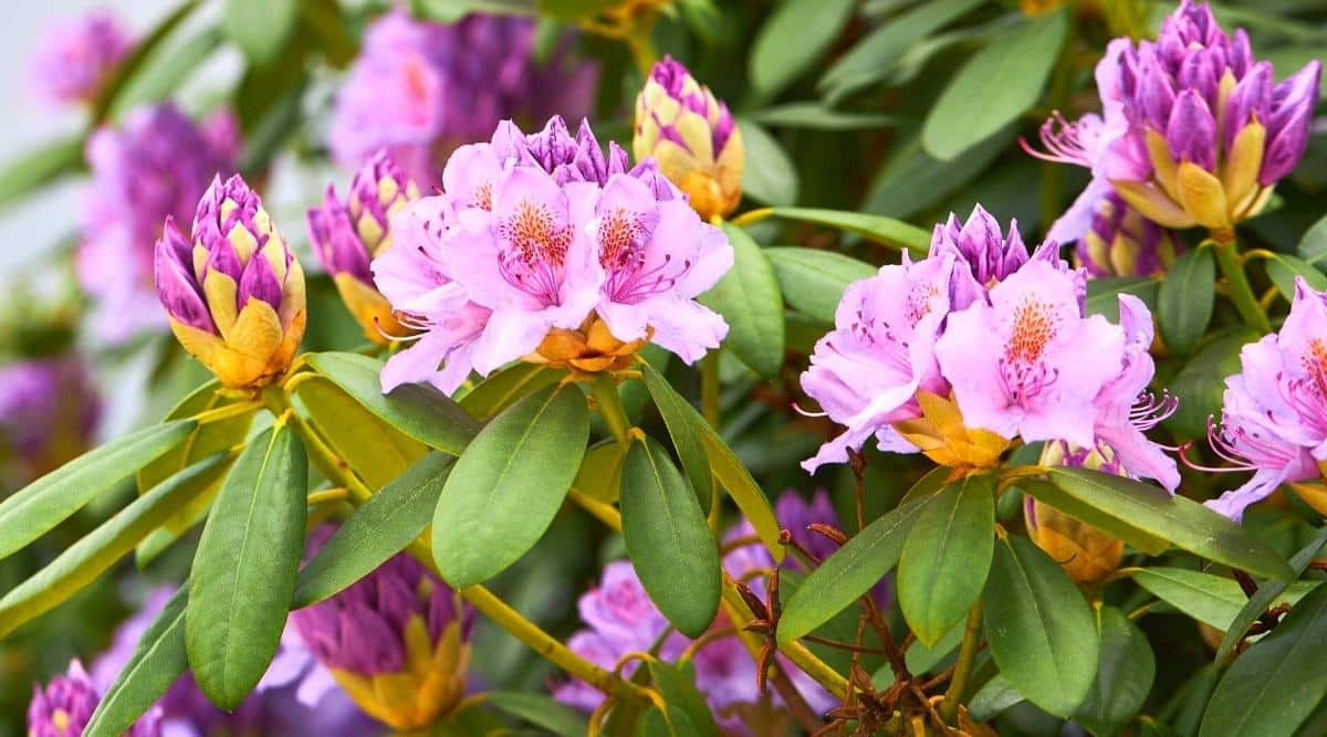 14 Tips For Beautiful Blooming Rhododendrons This Season